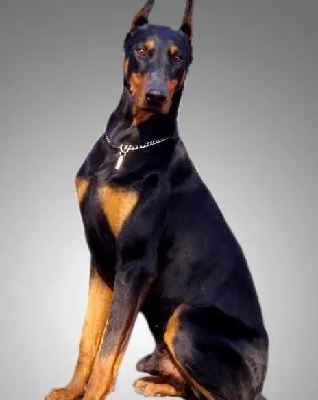 杜宾犬|给杜宾犬做好体检包括哪些方面