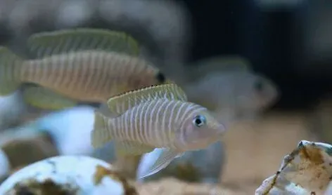 斑马贝养殖 注意斑马贝领域意识非常强