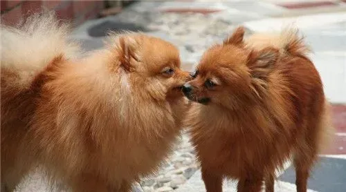 博美犬的叫声 声音也较成年狗狗更清脆尖利 | 博美