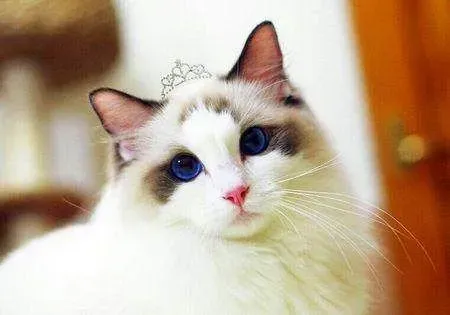 布偶猫尾巴都是蓬松吗 布偶猫尾巴不蓬松是怎么回事 | 布偶猫