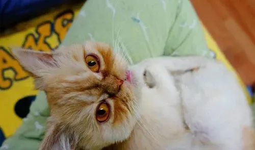 猫能生多少只 不同品种产子数量不同 | 褴褛猫