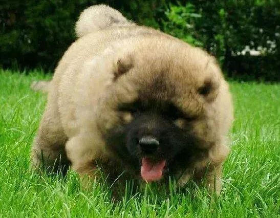 高加索犬|高加索犬肚皮和耳朵上为什么都是红点