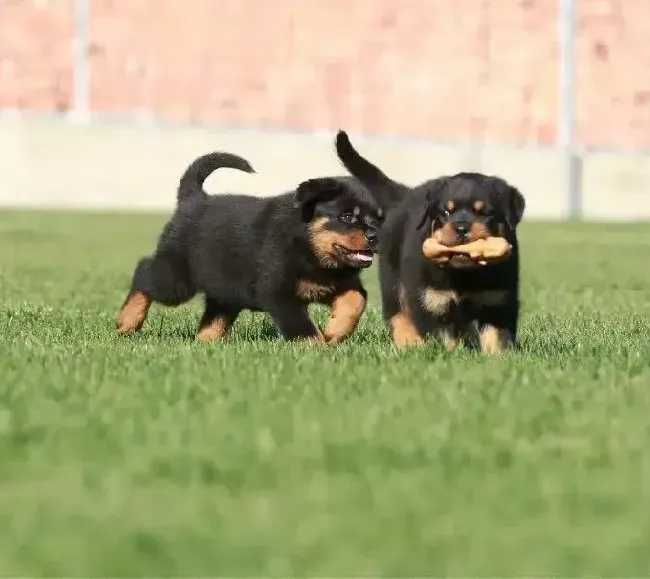 罗威纳犬|有关罗威纳犬呕吐的诊断方式