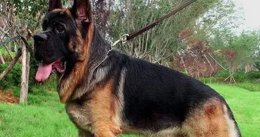 德国牧羊犬|四个月的德国牧羊犬能吃什么食物 如何喂养