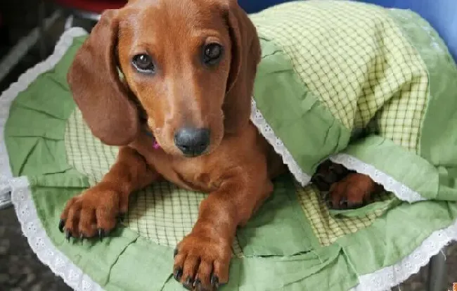 腊肠犬|怎样让腊肠犬放慢吃饭速度