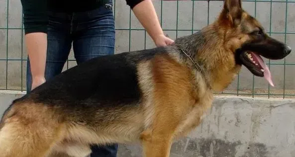 德国牧羊犬|改善德国牧羊犬流泪的四大方法