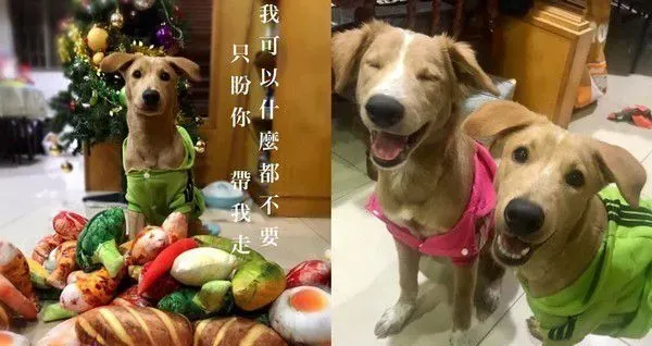 清楚明了的家中地位 平民和奴隶寻找翻身的机会 | 狗