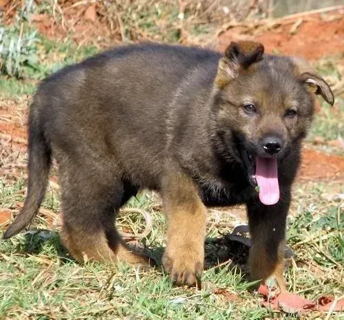 昆明犬|刚买的昆明犬半夜乱叫应如何纠正