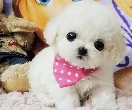 比熊犬|比熊犬得了犬瘟，请问专家怎么治疗