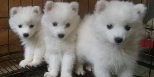 银狐犬|喂养育儿经 四个要点喂养出健康的银狐犬