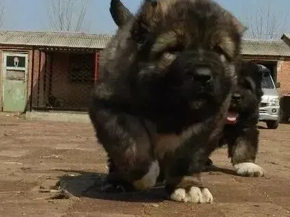 高加索犬|高加索犬最近有点厌食是怎么了 应怎么办