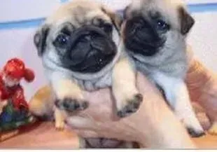 巴哥犬|巴哥犬最近又吐又拉怎么办