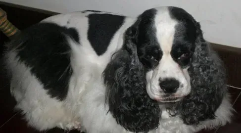 美国可卡犬怎么样 可卡犬易于服从忠实主人 | 美国可卡犬