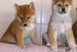 柴犬|我家柴犬突然食欲不好是什么问题