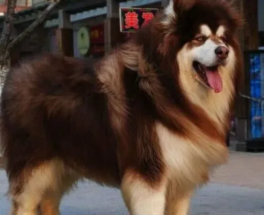 阿拉斯加犬|阿拉斯加雪橇犬出现偏食怎么办