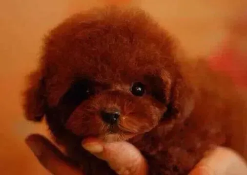 贵宾犬|如何做好选种配种工作提高贵宾犬的繁殖能力