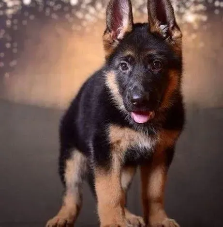 德国牧羊犬|德国牧羊犬偏食的原因与改善方法