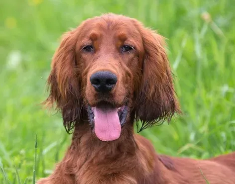 爱尔兰水猎犬耐寒程度 有比较厚实的毛发 | 爱尔兰水猎犬