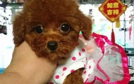 泰迪犬|年幼的泰迪犬需要注意疫苗和驱虫吗