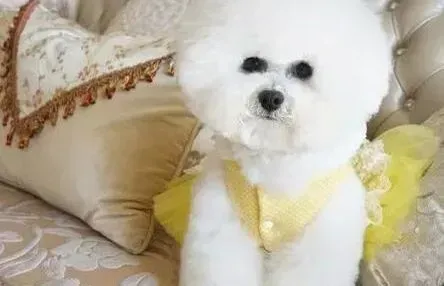 比熊犬|比熊犬挑食不肯吃狗粮怎么办