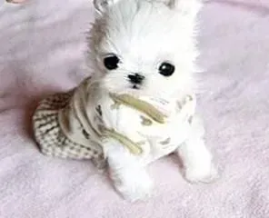 茶杯犬|茶杯犬老是有呕吐的现象是什么毛病