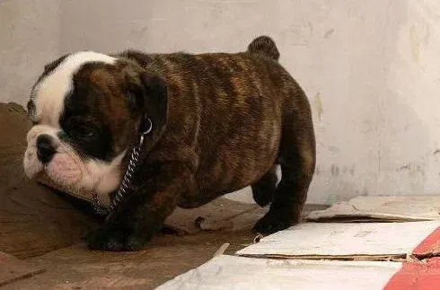 英国斗牛犬|斗牛犬腹部起很多小红点是什么皮肤病