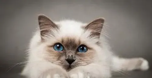 母猫一般多大发情 母猫发情一般几天 | 发情