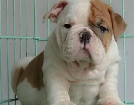 英国斗牛犬|宠物医生话保健  皮肤病对斗牛犬有哪些伤害