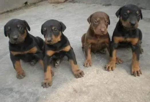 杜宾犬|关于杜宾犬健康的六个警报介绍