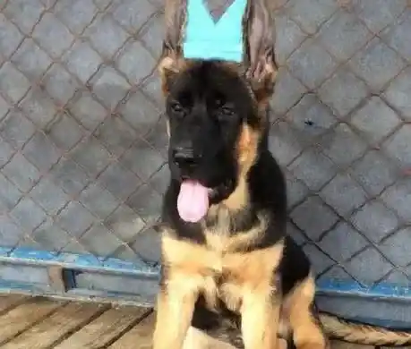 德国牧羊犬|为德国牧羊犬梳理毛发让它享受美好时光