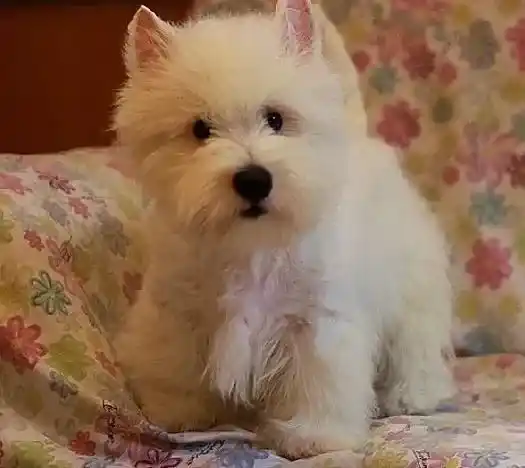 西高地|了解了这些你就能成为给西高地美容的行家