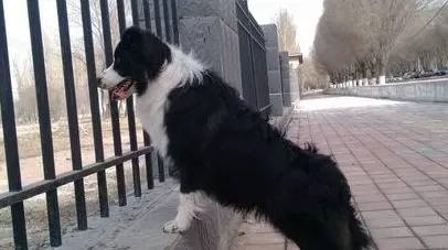 边牧跟澳洲牧羊犬区别 边牧和澳牧的区分 | 边境牧羊犬