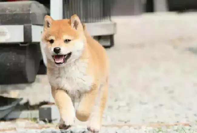 成年柴犬一天吃多少狗粮 一般情况下每天食量约在250克 | 柴犬