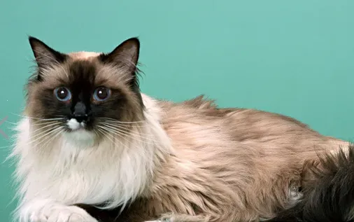 宠物猫为什么要绝育 家里做一次彻底的消毒 | 绝育