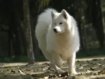 萨摩耶|萨摩耶犬最健康营养美味的肉制狗粮