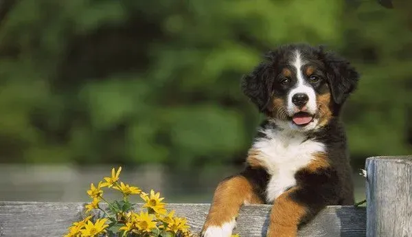 伯恩山犬会带孩子吗 伯恩山犬不可带小孩 | 伯恩山犬