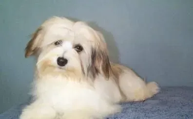 哈威那犬吃什么 肉类是必须的能提供骨骼生长 | 哈威那