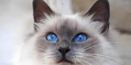布偶猫几个月显色 布偶猫显色原来有这么多差别 | 布偶猫