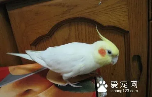 玄风鹦鹉非雏鸟怎么笼外驯化 增加与鸟儿互动 | 