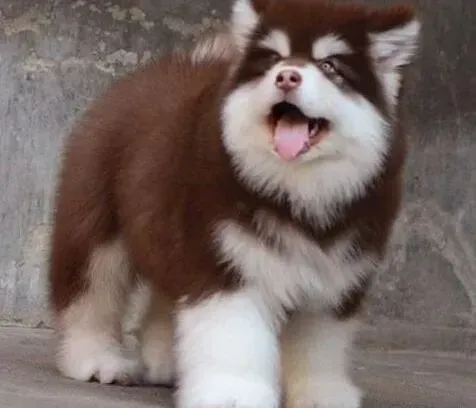 阿拉斯加犬|训练阿拉斯加雪橇犬一定要因材施教吗