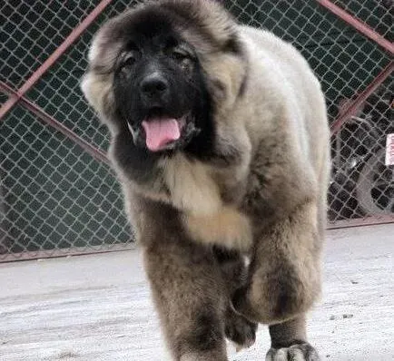 高加索犬|高加索犬怀孕53天了鼻子有点干我有点担心