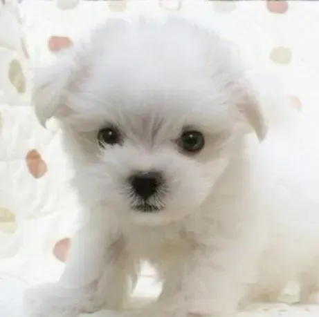 马尔济斯|怀孕的马尔济斯犬身上有虱子怎么办