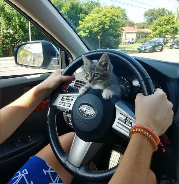 强迫人家收编！小浪喵跳上女子肩膀自己选猫奴 | 猫