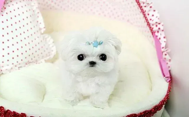 马尔济斯|冬季饲养马尔济斯犬的错误有哪些