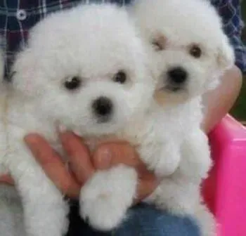 比熊犬|保护毛发健康 让比熊犬不再脱毛