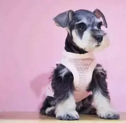 雪纳瑞|怎样把雪纳瑞调教成拥有良好习惯的爱犬
