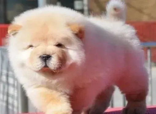 松狮犬|怎样帮助松狮犬健康度过春天