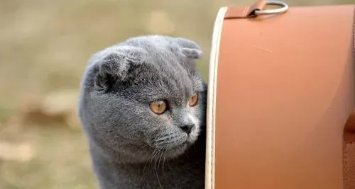 折耳猫性格 如何更好的饲养折耳 | 折耳猫