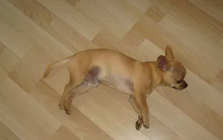 吉娃娃寿命 大约在十五至十八年之间