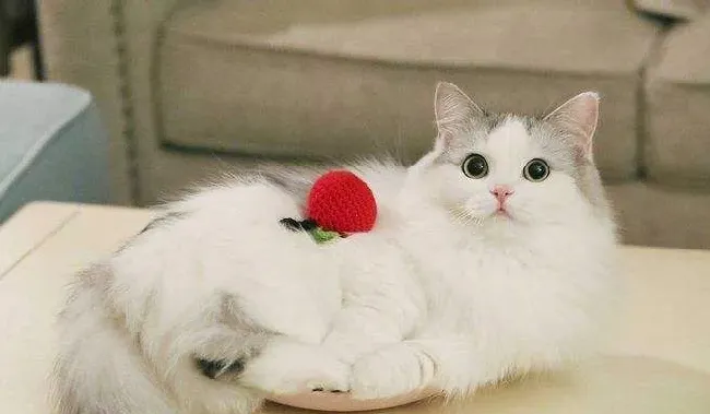 纯种的布偶猫多少钱一只 纯种布偶猫怎么挑选 | 布偶猫